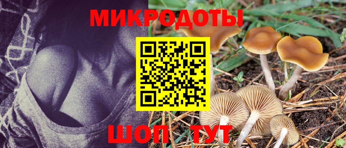 Галлюциногенные грибы Psilocybe Гай