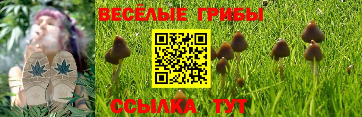 Псилоцибиновые грибы прущие грибы  Вход с VPN  Гай 